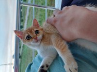 Golden British Shorthair