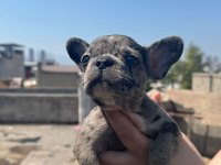 Dişi merle french bulldog