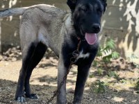4 aylık köpeğimi sahiplendirme