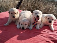 Golden Retriever Yavrularımız Yeni Ailelerini Arıyor