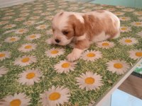 Irk sağlık garantili cavalier king charles bebek köpekleri