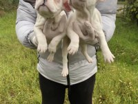 Muhteşem kalitede french bulldog yavrularımız