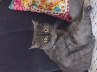 British shorthair 2 yaşında
