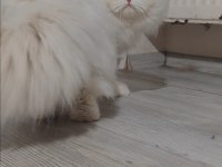 British longhair kedisi