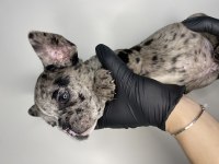 60 günlük french bulldog yavrular