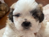 Muhteşem güzellikteki shih tzu yavrular 