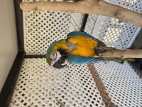 Sahiplendirilecek macaw papağanı