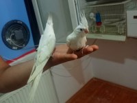 Ter temiz albino sultan papağanı yavrular