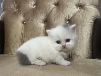 British Shorthair Kedimiz