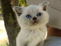 Orjinal Yavru British Shorthair Blue Point Erkek