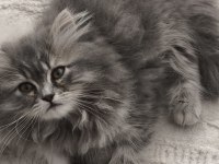 Yün Yumağı Çok Tatlı Chinchilla Yavrularım