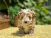 Harika Güzellikte Maltipoo Yavrular