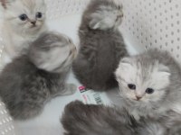 Harika scottish fold yavrular