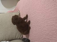 Korean 3,5 aylık erkek yavru poodle