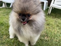 Pomeranian boo erkek tea cup
