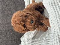 0 NO TOY POODLE YAVRUMUZ