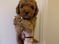 60 günlük mini poodle