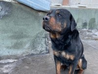 1 dişi ve 1 erkek rottweiler