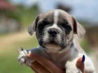 Merhaba ben coco bulldog