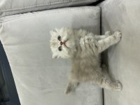 British longhair 43 günlük yavru kedimiz
