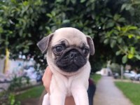 Erkek çiş pedi eğitimli pug bebeğimiz
