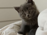 BEKLENEN İLAN AÇILDI A+ SAF KAN BRITISH SHORTHAIR YAVRULAR