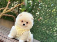 Show Kalite Pomeranian Boo Yavrular