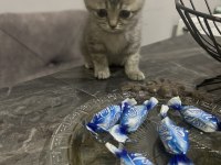 British shorthair yavru kedim