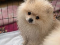 3 aylık pomeranian yavrularım