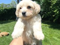 MALTİPOO YAVRULAR