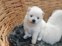 Pomeranian 1 Aylık