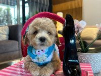 Maltipoo oğlumuz Yoyo