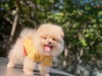Safkan ayı surat pomeranian pofuduklarım yuva arıyor