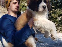 DEV ST BERNARD MİNİKLERİMİZ