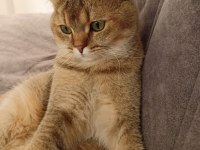 British golden tabby eğitilimli uysal 1 yaşında kedi