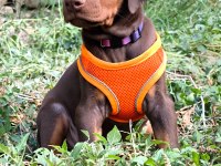 EUROPAN TYPE DOBERMAN YAVRULAR
