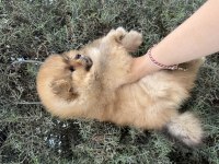2 aylık pomeranian erkek bebek