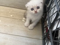 Scottish Fold Longhair Yavru Kediler
