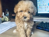 YASAL ÜRETİCİDEN mini boy SAFKAN TOY POODLE YAVRULARI