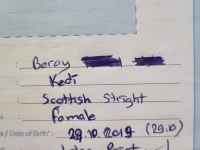 Scottish Straight Sevgi Dolu Kedimiz
