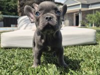 Blue French Bulldog Yavruları İstanbul 