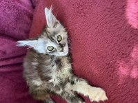 Maine coon deyince tabiki Big Claw