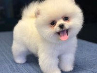 Pomeranian boo yavrularımız
