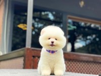 Yavru Pomeranian Boolarımız