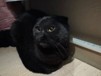 Siyah scottish fold kızımıza yuva arıyoruz