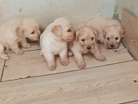 Orijinal maltipoo yavrularımız ırk sağlık garantili