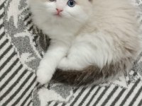 1. SINIF KALİTE ŞECERELİ RAGDOLL BEBEKLER YUVALARINI ARIYOR