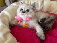 British Shorthair Dişi Yavrumuza Yuva Uyguna