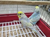 RAINBOW ÜST VASIF MUHABBET TAKIMLAR AÇIKLAMAYI OKUYUN