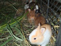 Orijinal netherland dwarf cüce tavşan